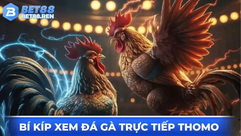 Bí kíp xem đá gà trực tiếp Thomo hiệu quả