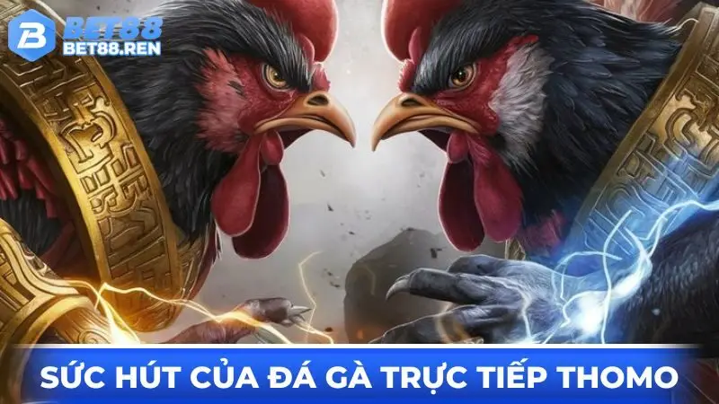 Sức hút nào khiến đá gà trực tiếp Thomo nổi như cồn?